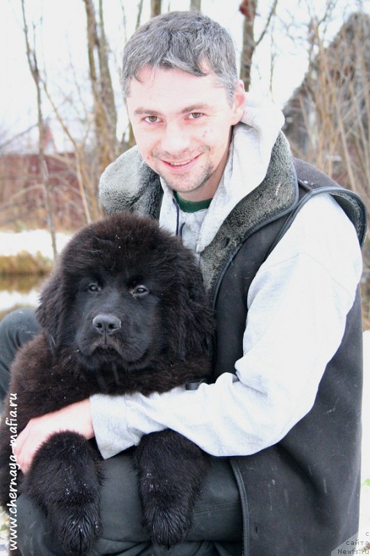 Фото: ньюфаундленд Chernaya Mafia Аll Rights Reserved (Черная Мафия Алл Ригхтс Ресервед)