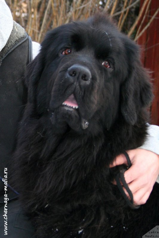 Фото: ньюфаундленд Chernaya Mafia Shengen Visa (Черная Мафия Шенген Виза)