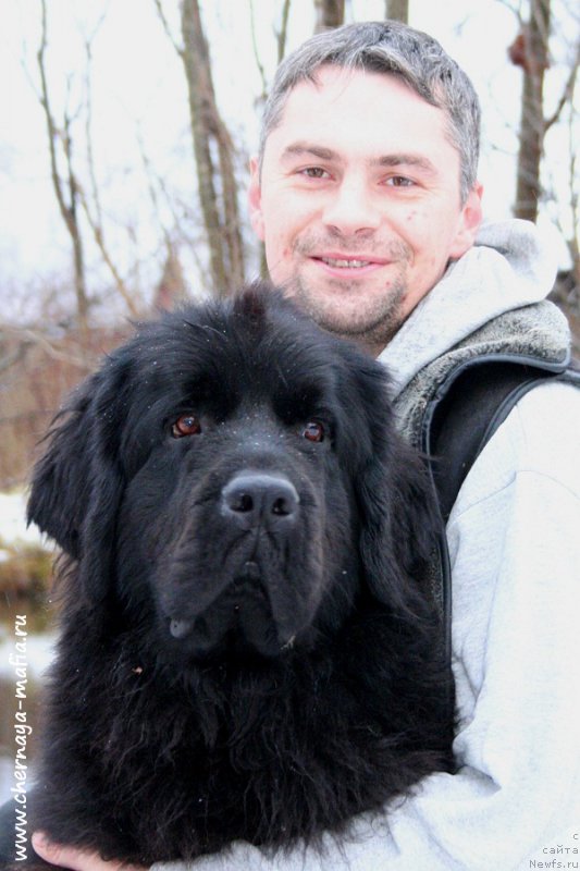 Фото: ньюфаундленд Chernaya Mafia Shengen Visa (Черная Мафия Шенген Виза)