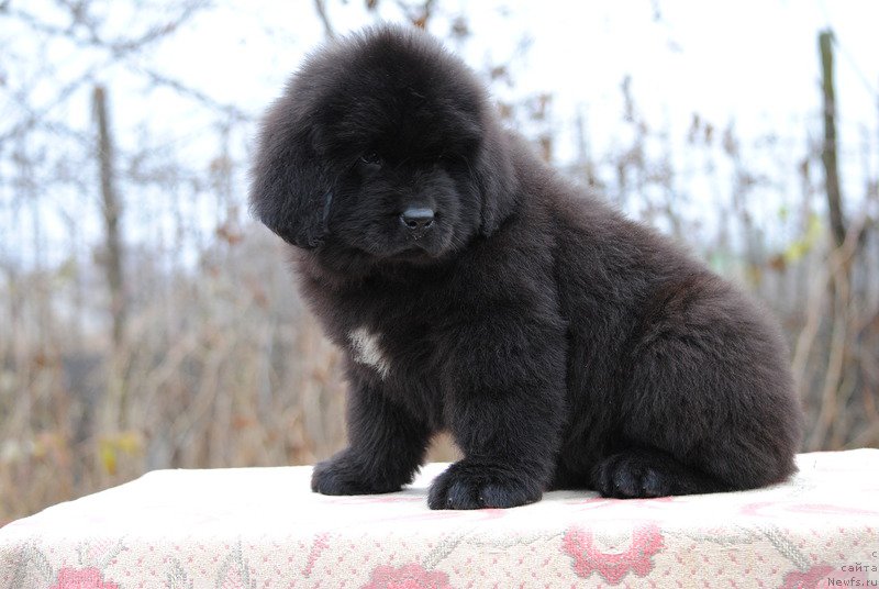 Фотография № 196328