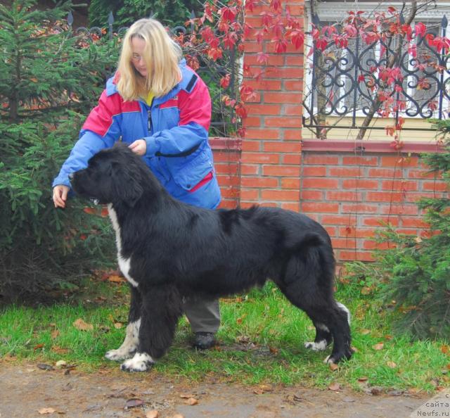 Фото: ньюфаундленд Piternyuf Zhit' Horosho (Питерньюф Жить Хорошо)