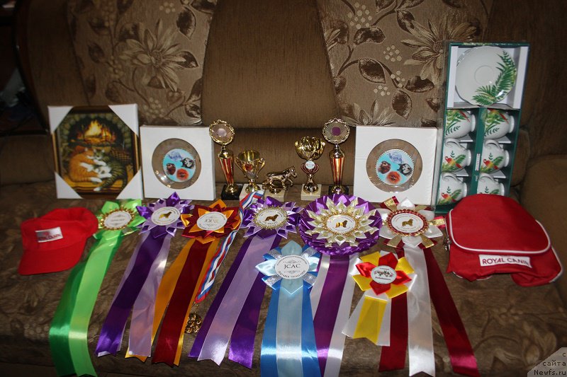 Фото: ньюфаундленд Markiz Maximilien de Mark (Маркиз Максимельен Де Марк)