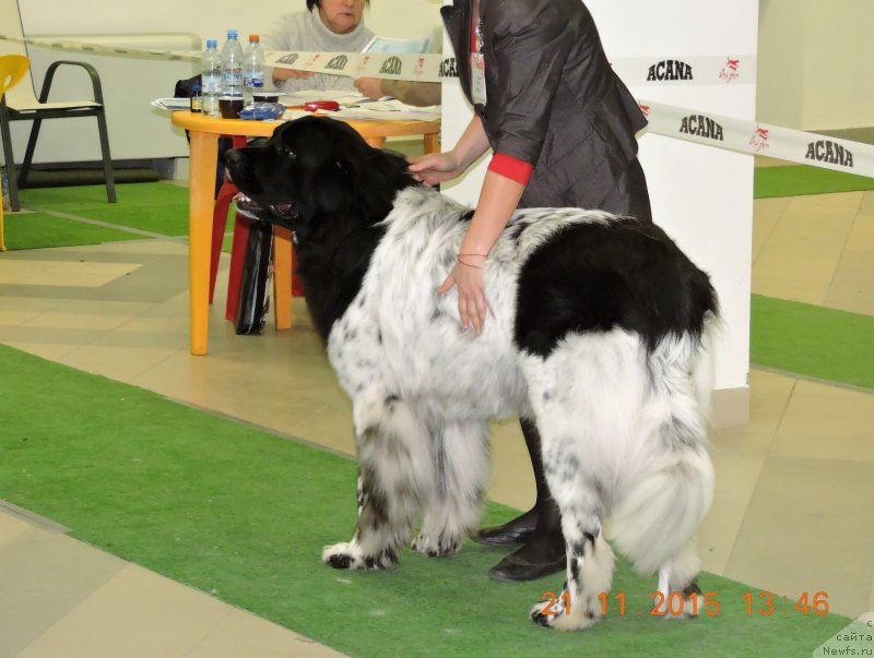Фото: ньюфаундленд Skazochnaya Kroha SHampan' (Сказочная Кроха Шампань)