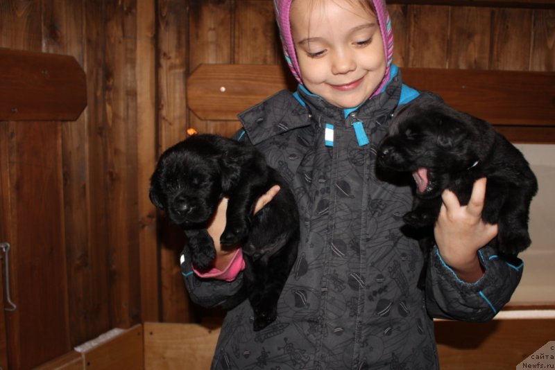 Фото: Elena Zurahova (Елена Зурахова), ньюфаундленд Kalina Krasnaya iz Antagrada (Калина Красная из Антаграда)