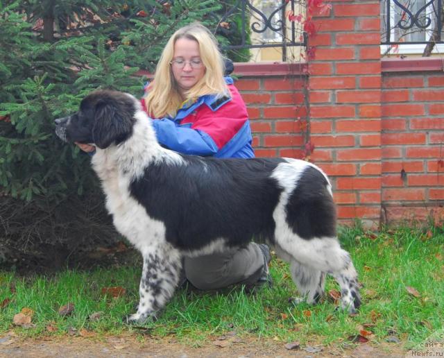 Фото: ньюфаундленд Sent Djons Peppi Dlinny Chulok (Сент Джонс Пеппи Длинный Чулок)