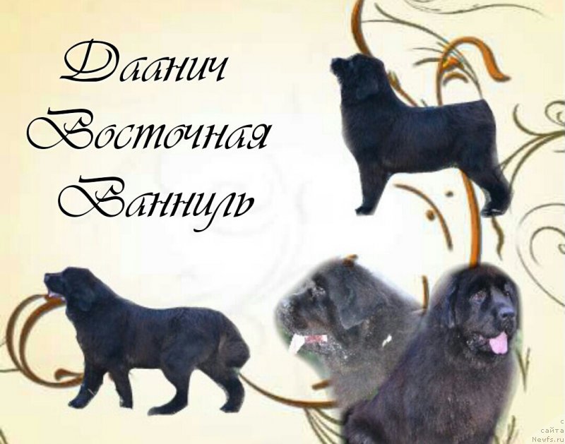 Фото: ньюфаундленд Daanich Vostochnaya Vanil (Даанич Восточная Ваниль)