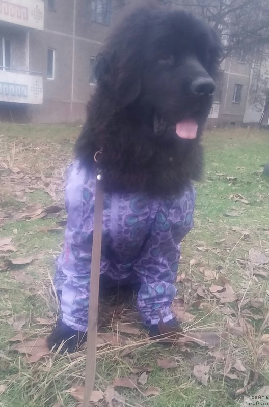 Фото: ньюфаундленд N'yufort Divnaya Diana (Ньюфорт Дивная Диана), ньюфаундленд N'yufort Divnaya Diana (Ньюфорт Дивная Диана)