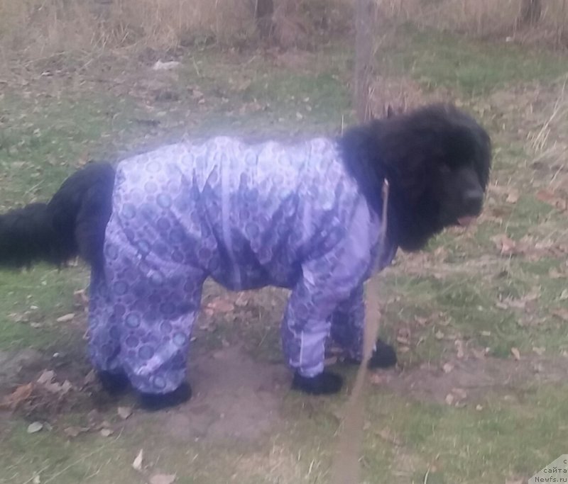 Фото: ньюфаундленд N'yufort Divnaya Diana (Ньюфорт Дивная Диана), ньюфаундленд N'yufort Divnaya Diana (Ньюфорт Дивная Диана)