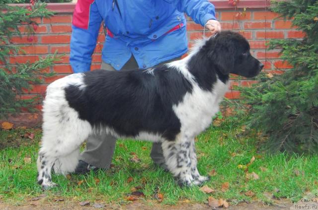 Фото: ньюфаундленд Sent Djons Peppi Dlinny Chulok (Сент Джонс Пеппи Длинный Чулок)