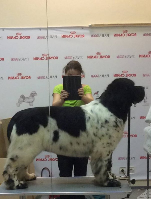 Фотография № 196361