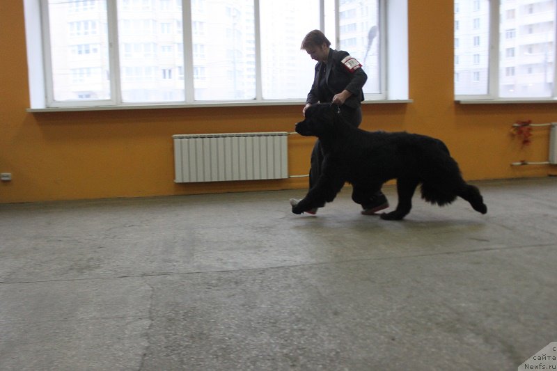 Фото: ньюфаундленд Markiz Maximilien de Mark (Маркиз Максимельен Де Марк)