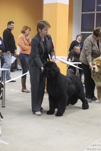 Фото: ньюфаундленд Markiz Maximilien de Mark (Маркиз Максимельен Де Марк)