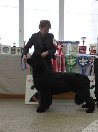 Фото: ньюфаундленд Markiz Maximilien de Mark (Маркиз Максимельен Де Марк)