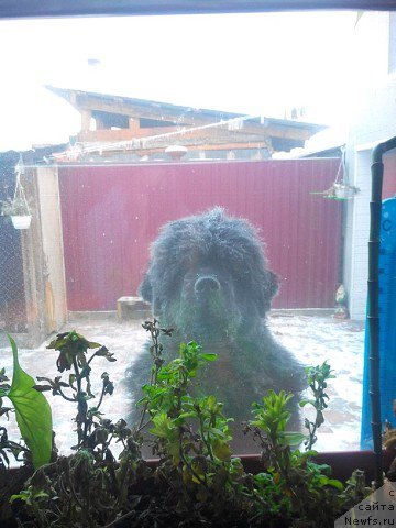 Фото: ньюфаундленд Malinoviy Tsvetok Mayolika (Малиновый Цветок Майолика)