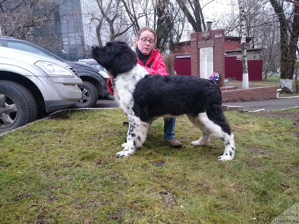 Фото: ньюфаундленд Angels Keeper Nibelung (Энджелс Кипер Нибелунг)