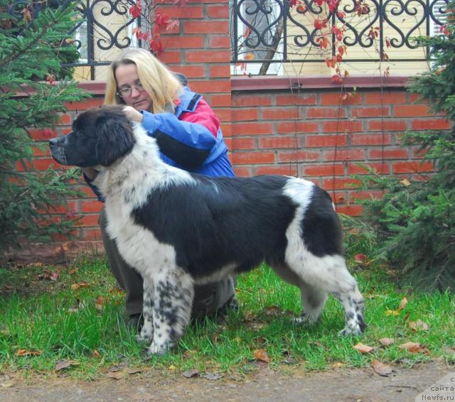 Фото: ньюфаундленд Sent Djons Peppi Dlinny Chulok (Сент Джонс Пеппи Длинный Чулок)