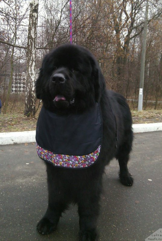 Фото: ньюфаундленд Soul of Rouz Alister (Соул оф Роуз Алистер)