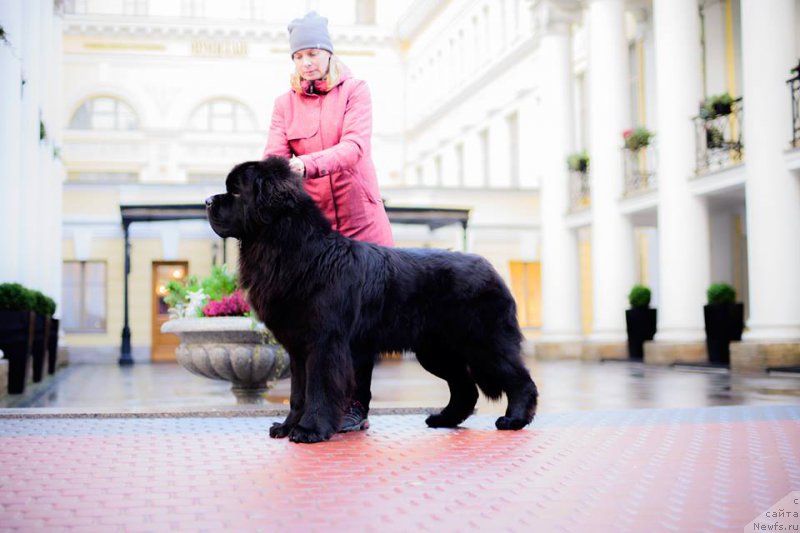 Фото: ньюфаундленд Smigar Liverpulsiy Chetvertak (Смигар Ливерпульский Четвертак)