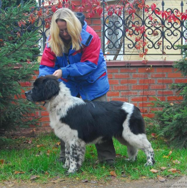 Фото: ньюфаундленд Sent Djons Peppi Dlinny Chulok (Сент Джонс Пеппи Длинный Чулок)