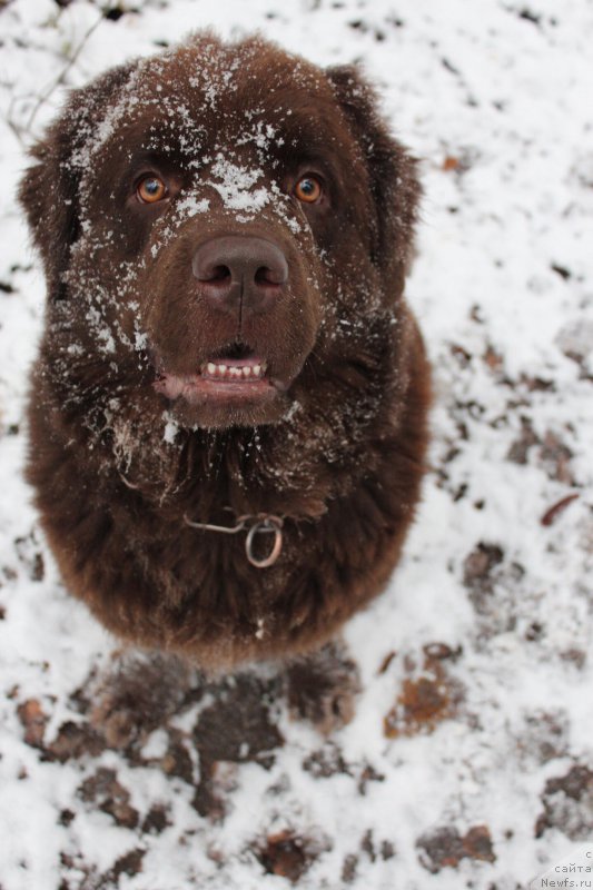 Фото: ньюфаундленд Chara Hani Les (Чара Хани Лес)