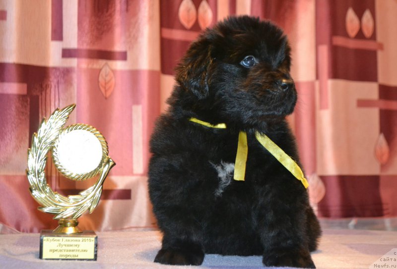 Фото: Дети, ньюфаундленд Aquatoriya Kelvin Sharliz (Акватория Келвин Шарлиз), ньюфаундленд Simbad Pokoritel' Morey (Симбад Покоритель Морей)