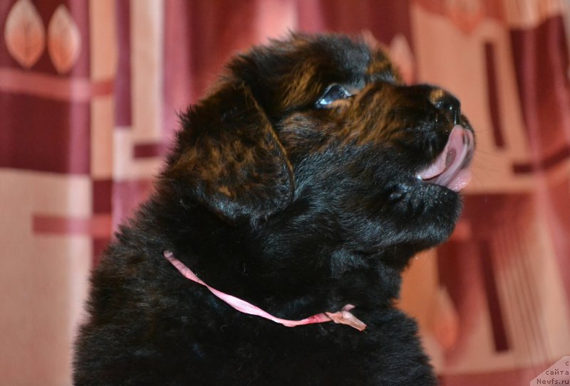 Фото: Дети, ньюфаундленд Aquatoriya Kelvin Sharliz (Акватория Келвин Шарлиз), ньюфаундленд Simbad Pokoritel' Morey (Симбад Покоритель Морей)