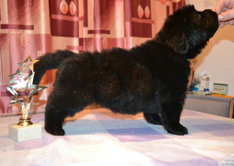 Фото: Дети, ньюфаундленд Simbad Pokoritel' Morey (Симбад Покоритель Морей), ньюфаундленд Aquatoriya Kelvin Sharliz (Акватория Келвин Шарлиз)