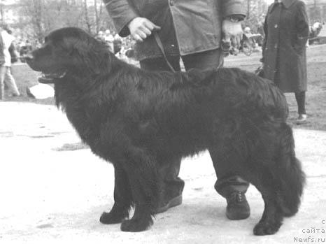 Фото: ньюфаундленд Zertis (Зертис)