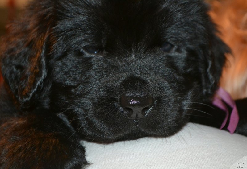 Фото: Дети, ньюфаундленд Aquatoriya Kelvin Sharliz (Акватория Келвин Шарлиз), ньюфаундленд Simbad Pokoritel' Morey (Симбад Покоритель Морей)