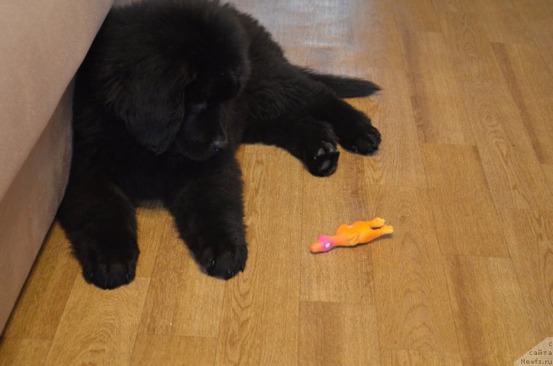 Фото: ньюфаундленд CHernyiy Balu Zahar (Черный Балу Захар)