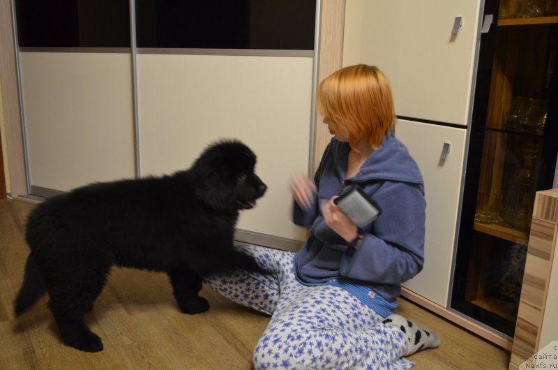 Фото: ньюфаундленд CHernyiy Balu Zahar (Черный Балу Захар)