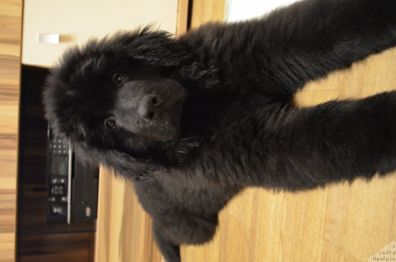 Фото: ньюфаундленд CHernyiy Balu Zahar (Черный Балу Захар)