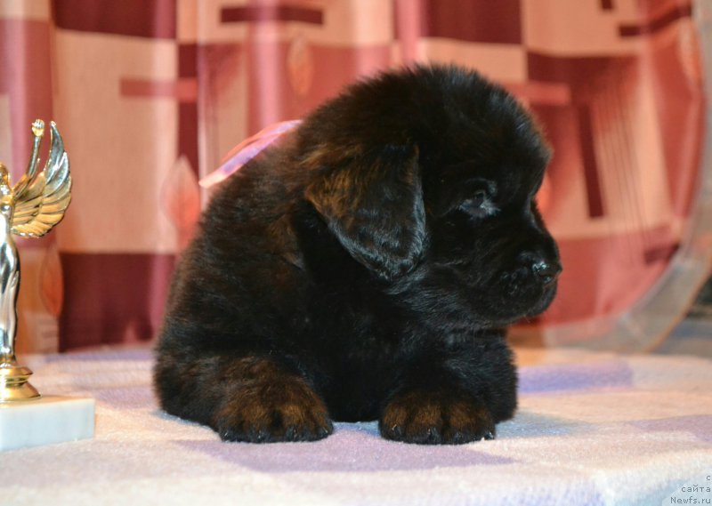 Фото: Дети, ньюфаундленд Aquatoriya Kelvin Sharliz (Акватория Келвин Шарлиз), ньюфаундленд Simbad Pokoritel' Morey (Симбад Покоритель Морей)