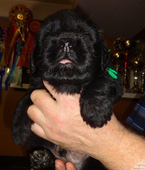 Фото: сын, ньюфаундленд Promise To Love Midnight Bear (Promise To Love Midnight Bear)