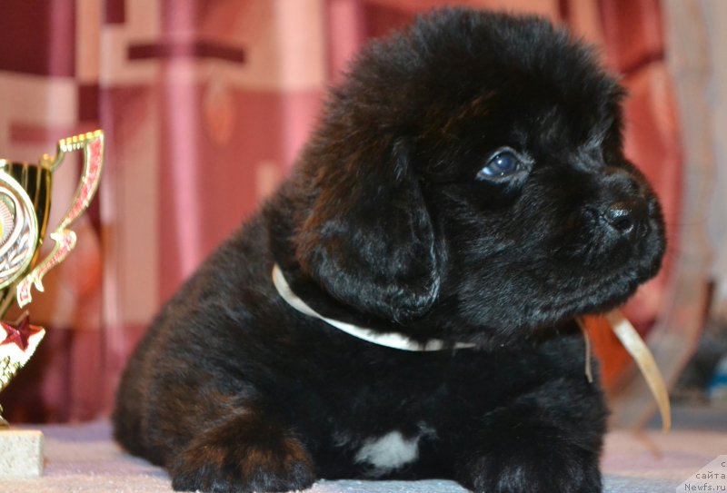 Фото: Дети, ньюфаундленд Aquatoriya Kelvin Sharliz (Акватория Келвин Шарлиз), ньюфаундленд Simbad Pokoritel' Morey (Симбад Покоритель Морей)