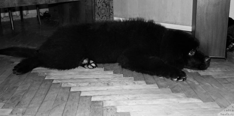 Фото: ньюфаундленд Chernaya Mafia Attractive Power (Черная Мафия Аттрактиве Повер)