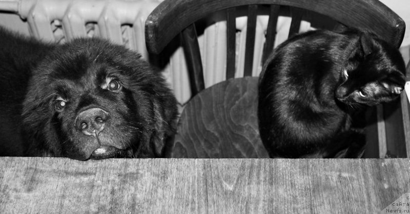 Фотография № 196417