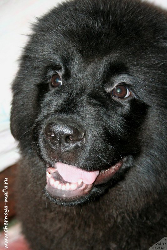 Фото: ньюфаундленд Chernaya Mafia Аll Rights Reserved (Черная Мафия Алл Ригхтс Ресервед)