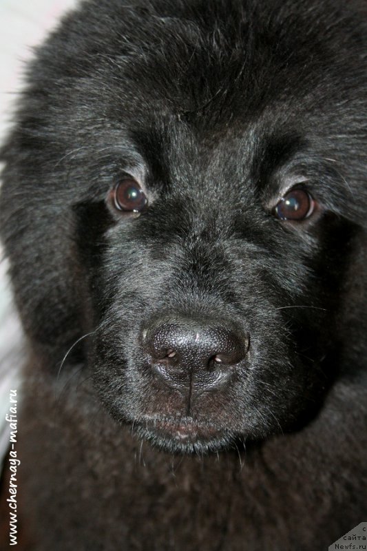 Фото: ньюфаундленд Chernaya Mafia Аll Rights Reserved (Черная Мафия Алл Ригхтс Ресервед)