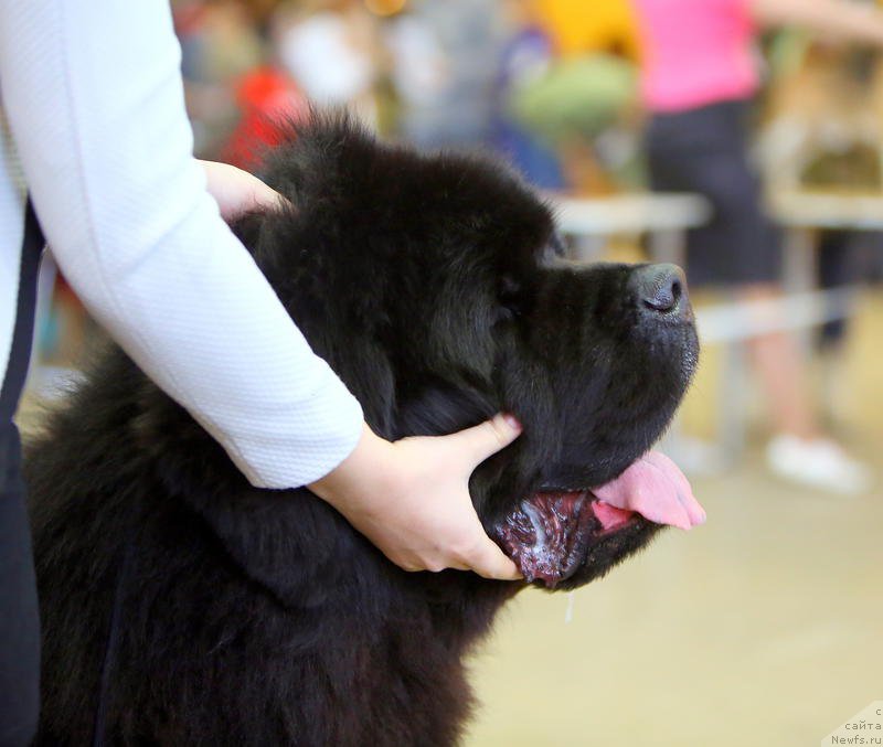 Фото: ньюфаундленд Matvey s Berega Dona (Матвей с Берега Дона)