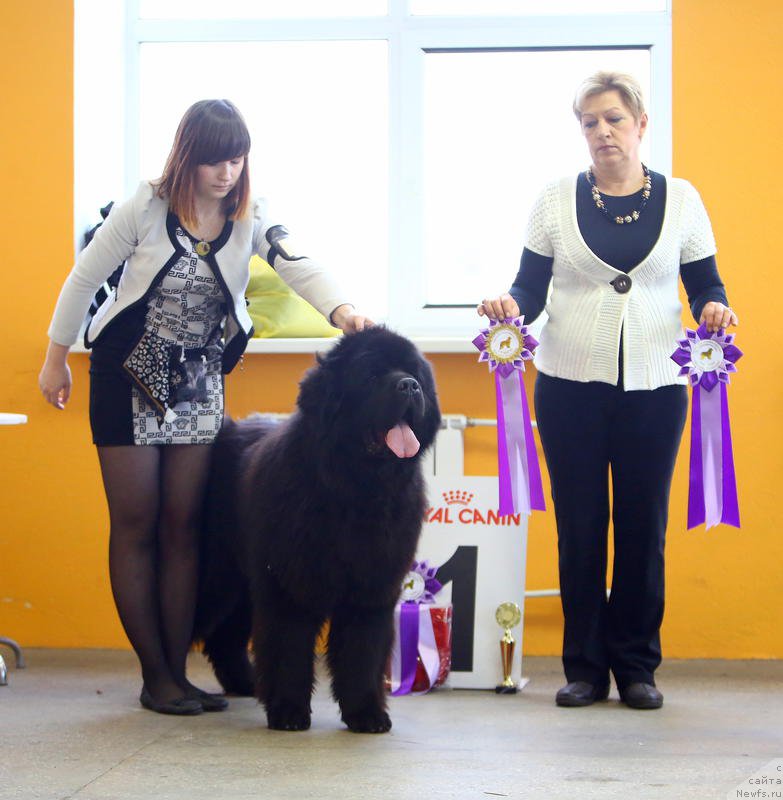 Фото: ньюфаундленд Matvey s Berega Dona (Матвей с Берега Дона), Janna SHmelyova (Жанна Шмелёва)