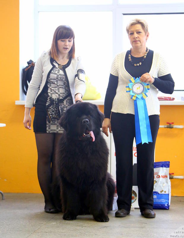 Фото: ньюфаундленд Matvey s Berega Dona (Матвей с Берега Дона), Janna SHmelyova (Жанна Шмелёва)