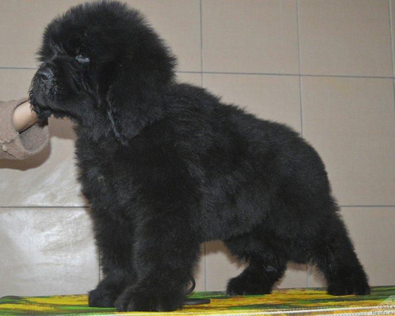 Фото: ньюфаундленд All Right is Antagrada (Олл Райт из Антаграда)