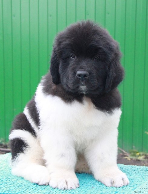 Фото: ньюфаундленд Akvian Song Roy Soley (Аквиан Сонг Рой Солей)