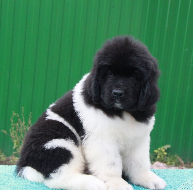 Фото: ньюфаундленд Akvian Song Roy Soley (Аквиан Сонг Рой Солей)