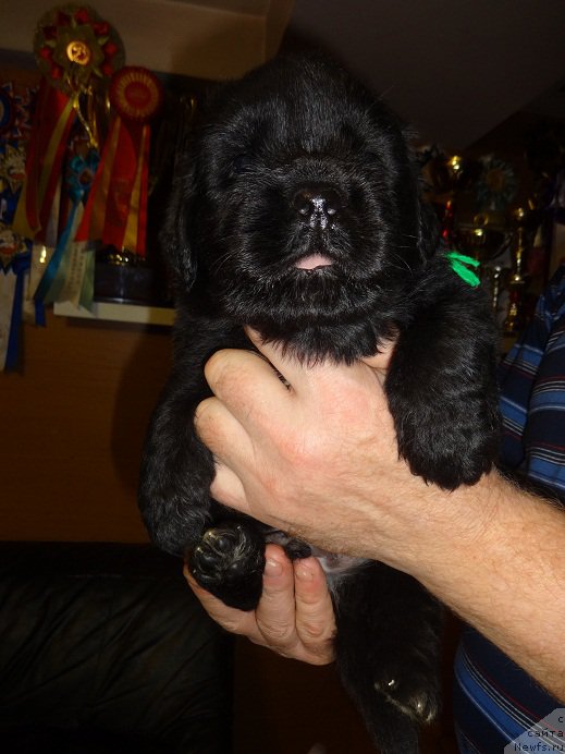 Фото: сын, ньюфаундленд Blyek Diamond Agidel' ot Potapa Uvertyura (Блэк Диамонд Агидель от Потапа Увертюра)