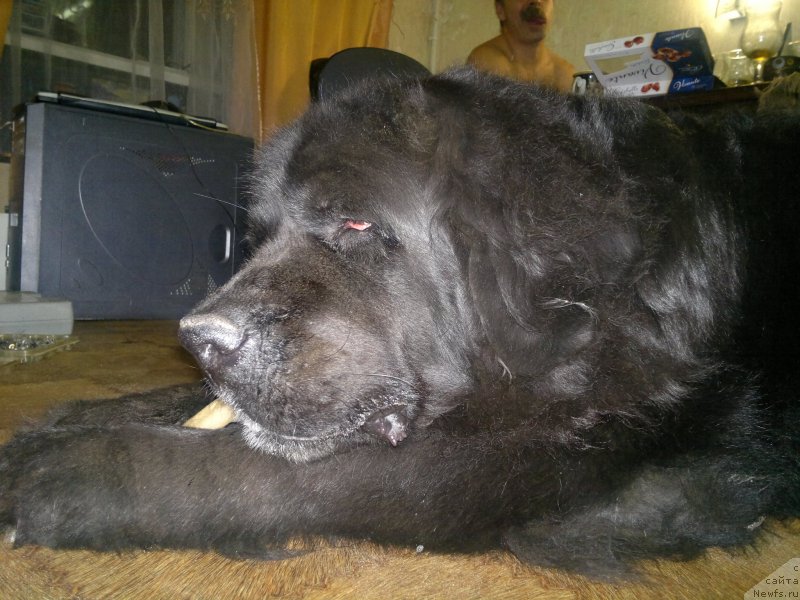 Фото: ньюфаундленд Velikiy Medved' Zagadka (Великий Медведь Загадка)