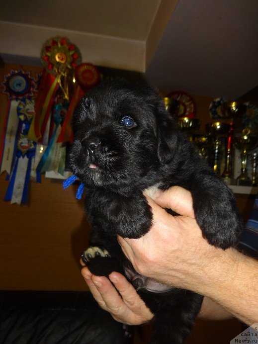 Фото: сын, ньюфаундленд Blyek Diamond Agidel' ot Potapa Uvertyura (Блэк Диамонд Агидель от Потапа Увертюра)