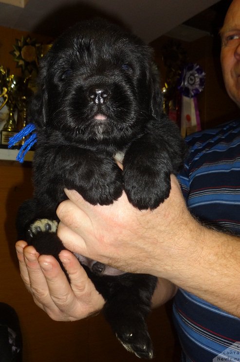Фото: сын, ньюфаундленд Blyek Diamond Agidel' ot Potapa Uvertyura (Блэк Диамонд Агидель от Потапа Увертюра)