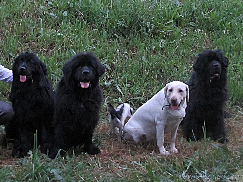 Фото: ньюфаундленд Sent Djons Ulla for Kara Ayular (Сент Джонс Улла для Кара Аюлар), ньюфаундленд Jenev'ev Garni Ledyen (Женевьев Гарни Ледэн), ньюфаундленд YEksklyuziv Konnyekshen Daykiri Reyna (Эксклюзив Коннэкшен Дайкири Рейна), Бэлла, Тайсон